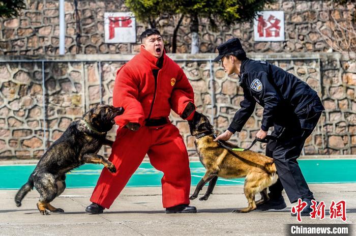 吉林邊境檢查站警犬春訓(xùn)忙