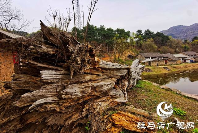 “走進蓮塘古村落 與歷史悠然邂逅” ——駐馬店市青年攝影家協(xié)會開展攝影采風(fēng)活動