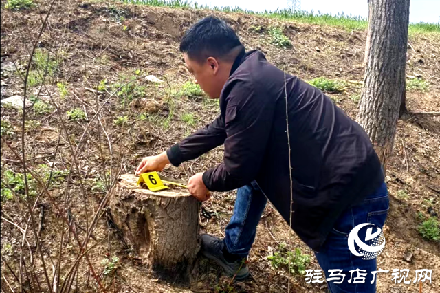 西平警方成功破獲盜伐林木案 5人被刑拘