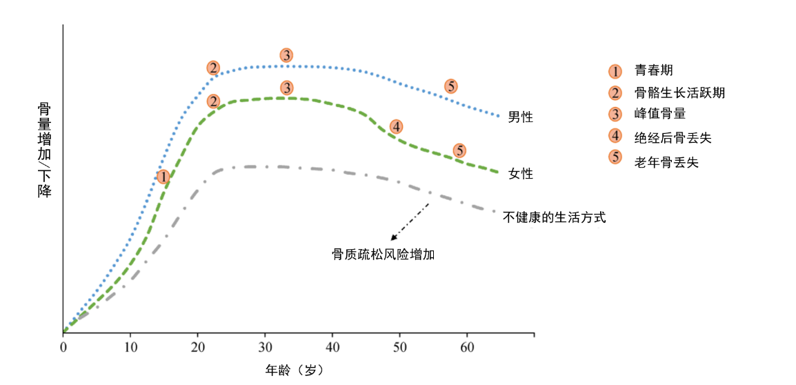 年紀輕輕，骨頭先老？預防骨質疏松癥從早做起