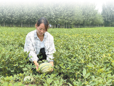 央媒觀豫 | 記者跟訪河南開封瓜農一整天—— 隨魯小國賣瓜