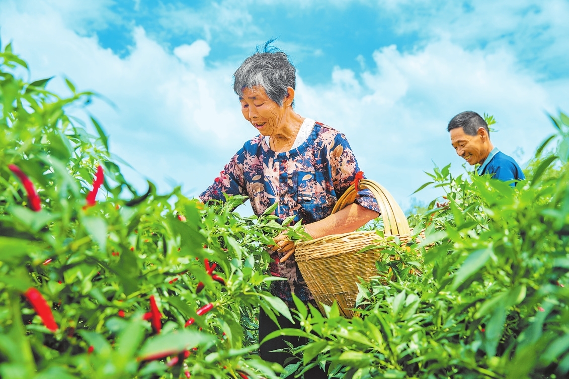 新時代 新征程 新偉業(yè)丨辣椒產(chǎn)業(yè)富百姓