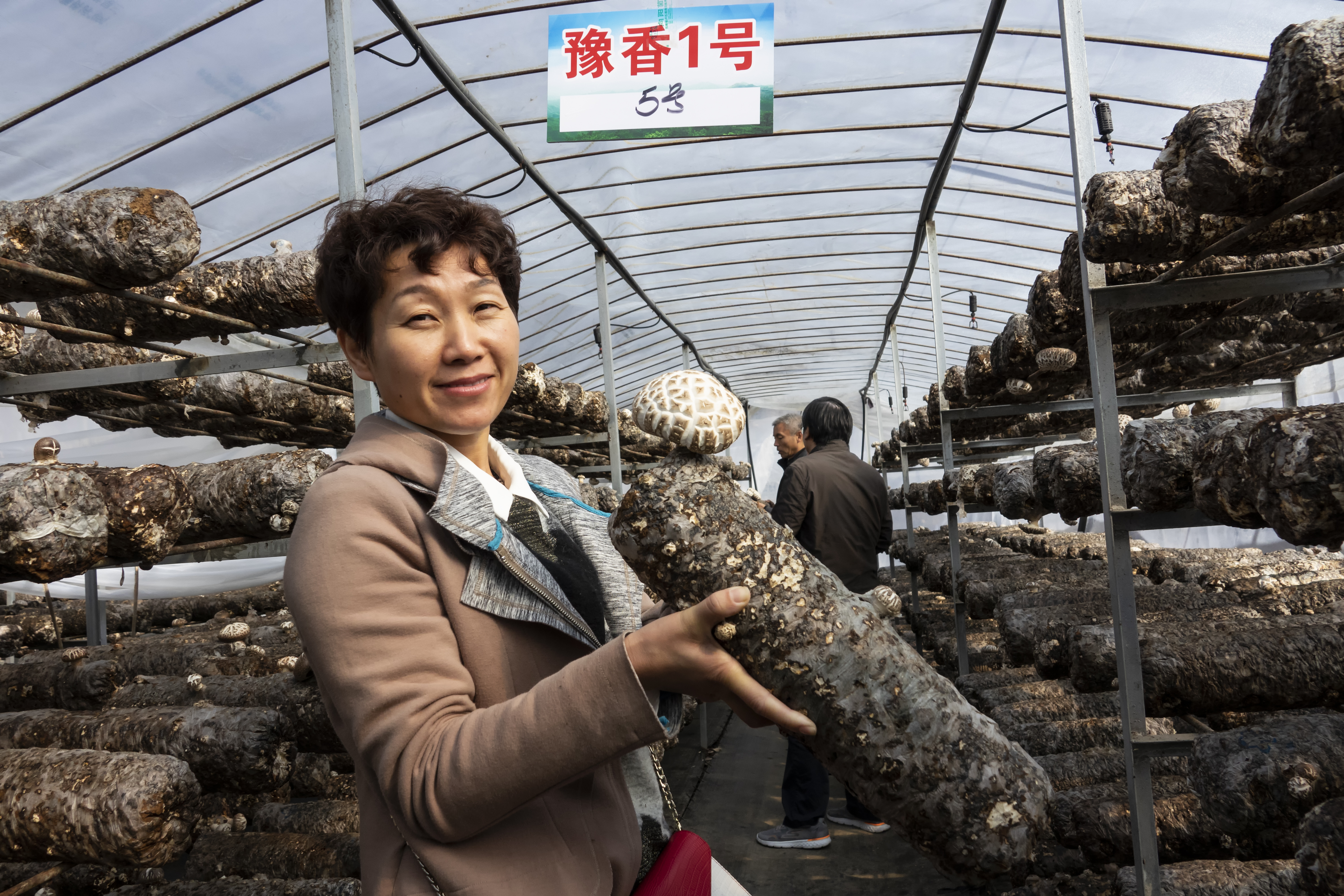 創(chuàng)新河南 創(chuàng)出新彩|從0到1的堅(jiān)守與突破——河南省食用菌產(chǎn)業(yè)技術(shù)體系發(fā)展歷程回顧