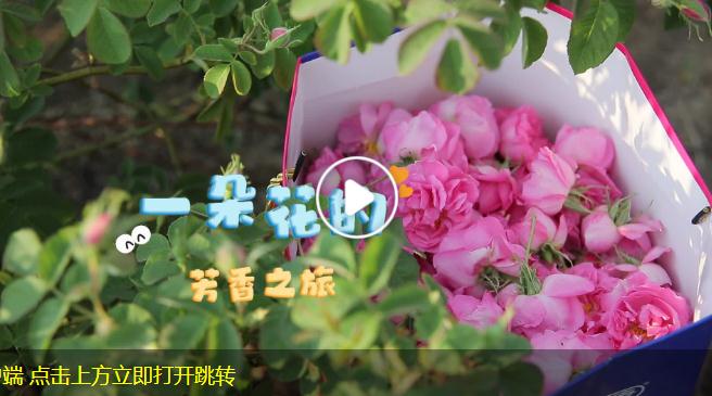 一朵花的芳香之旅丨大象時(shí)政＋V視