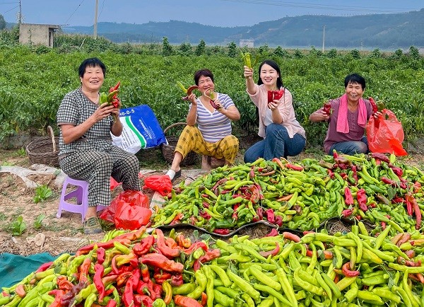 中原“豐”味丨河南各地秋收圖景搶“鮮”上市！這些成語藏在其中