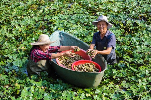 中原“豐”味丨河南各地秋收圖景搶“鮮”上市！這些成語藏在其中