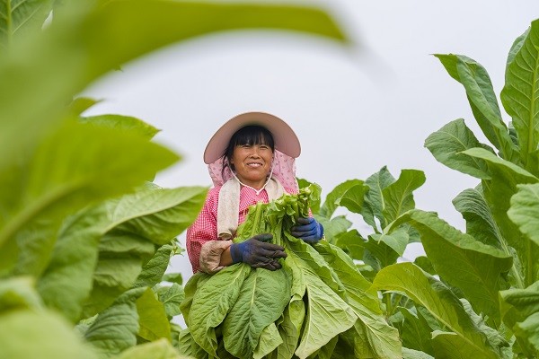 稻花香里說豐年丨豫哈“豐”景 平分秋色