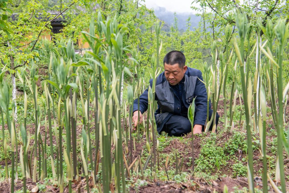 新時(shí)代新征程新偉業(yè)·習(xí)近平總書記關(guān)切事丨奔跑吧，我的村寨——重慶華溪村蹲點(diǎn)調(diào)研筆記