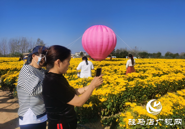 驛城區(qū)諸市鎮(zhèn)：菊花飄香迎佳客