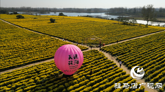 驛城區(qū)諸市鎮(zhèn)：菊花飄香迎佳客