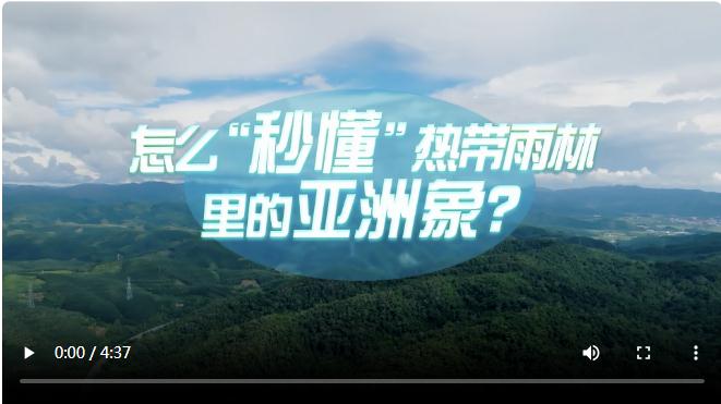 中國式現(xiàn)代化·青年的回答丨怎么“秒懂”熱帶雨林里的亞洲象？