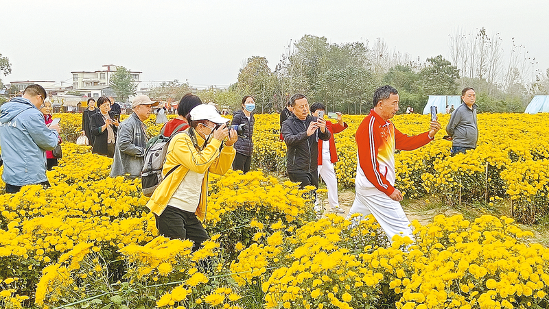 菊花怒放 “醉”美秋天