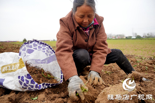 平輿縣：借力“中國(guó)藥谷”建設(shè) 發(fā)展藥材種植產(chǎn)業(yè)