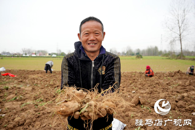 平輿縣：借力“中國(guó)藥谷”建設(shè) 發(fā)展藥材種植產(chǎn)業(yè)