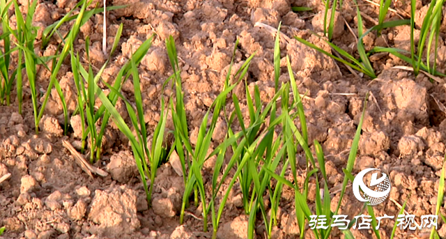 氣溫回暖  小麥專家支招田間管理