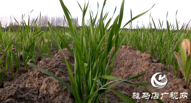 氣溫回暖  小麥專家支招田間管理