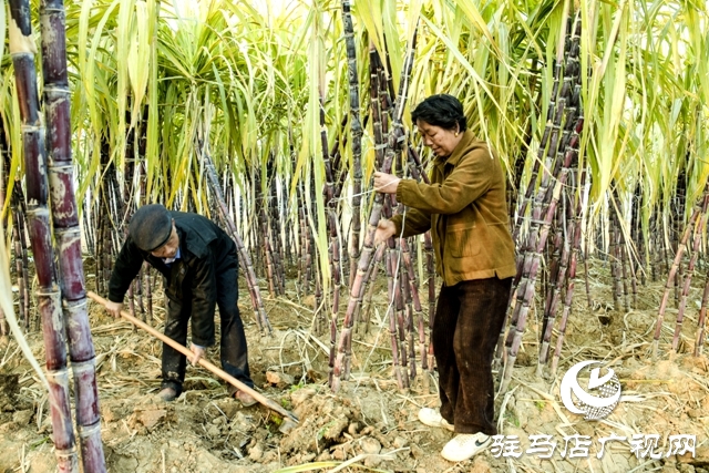 正陽縣清源街道：甜蜜生活在“蔗”里