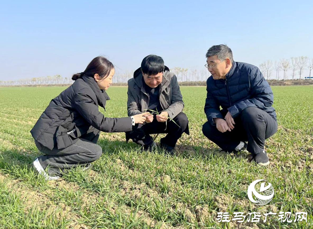 駐馬店：推進高標準農(nóng)田建設(shè) 夯實糧食安全根基