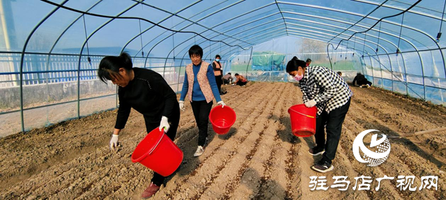 確山縣留莊鎮(zhèn)柴莊村：羊肚菌種植為鄉(xiāng)村振興蓄力賦能