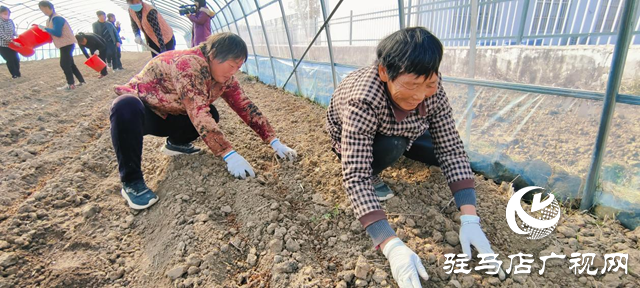 確山縣留莊鎮(zhèn)柴莊村：羊肚菌種植為鄉(xiāng)村振興蓄力賦能