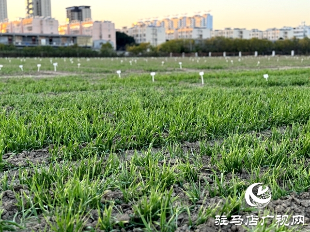 專家支招保障大麥安全越冬