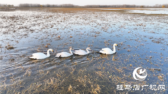 【組圖】壯觀！宿鴨湖迎來大批天鵝越冬