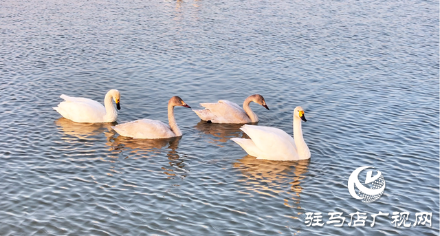 【組圖】壯觀！宿鴨湖迎來大批天鵝越冬