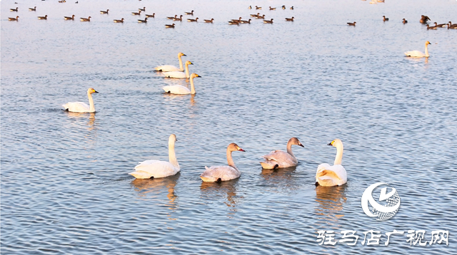 【組圖】壯觀！宿鴨湖迎來大批天鵝越冬