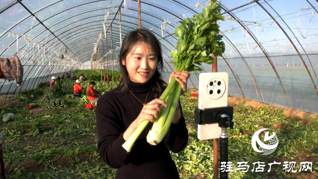 上蔡融媒樂助：芹菜每斤3角錢，量大從優(yōu)!