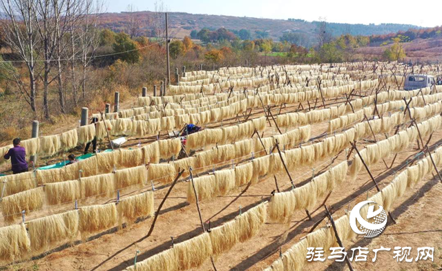 駐馬店驛城區(qū)：“紅薯經(jīng)濟”拓寬村民致富路