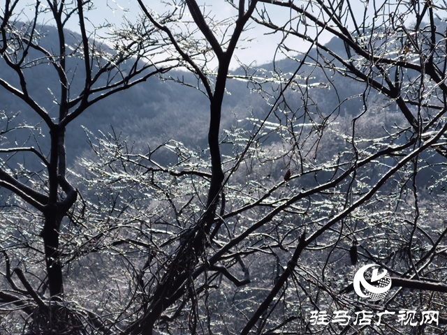 【組圖】駐馬店金頂山：漫山玉樹瓊枝如夢如畫