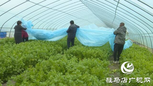 上蔡縣：護好“菜籃子” 防住“風刀子”“雪墩子”