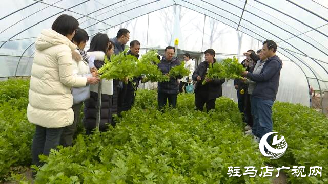 上蔡縣：護好“菜籃子” 防住“風刀子”“雪墩子”