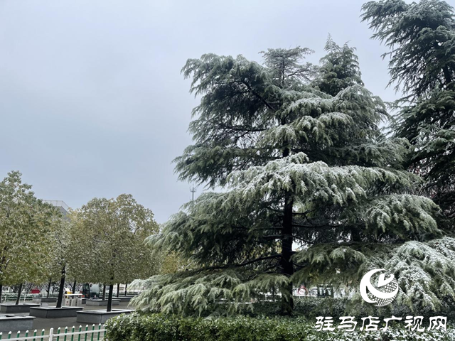 駐馬店：飛雪紛紛 美景如畫