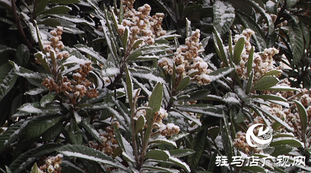 駐馬店：飛雪紛紛 美景如畫