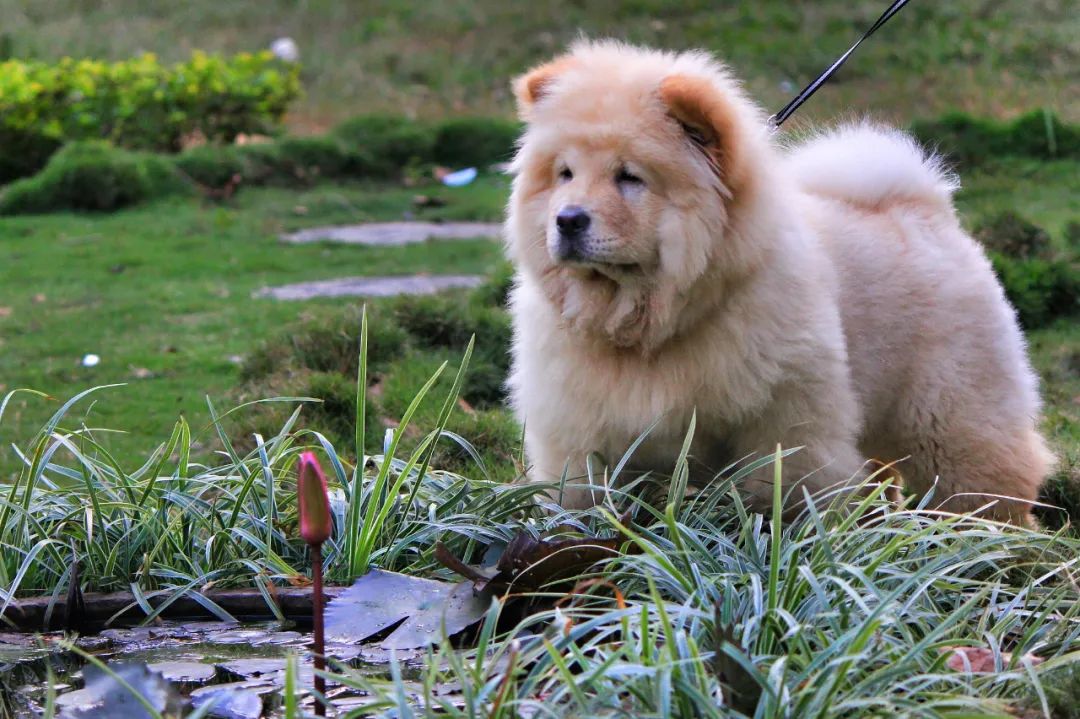 北京一女子違規(guī)遛松獅犬，老人被嚇壞摔傷！法院判了