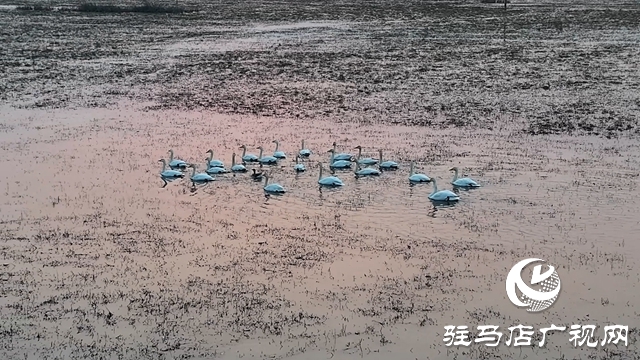 寒冬，他們在宿鴨湖濕地守護候鳥