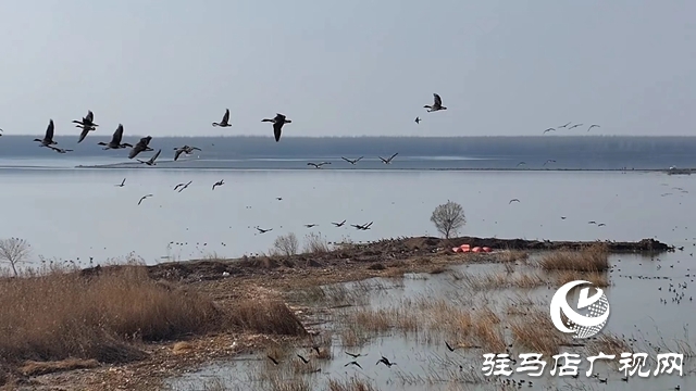 寒冬，他們在宿鴨湖濕地守護候鳥