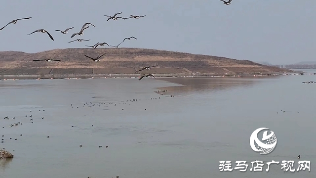 寒冬，他們在宿鴨湖濕地守護候鳥