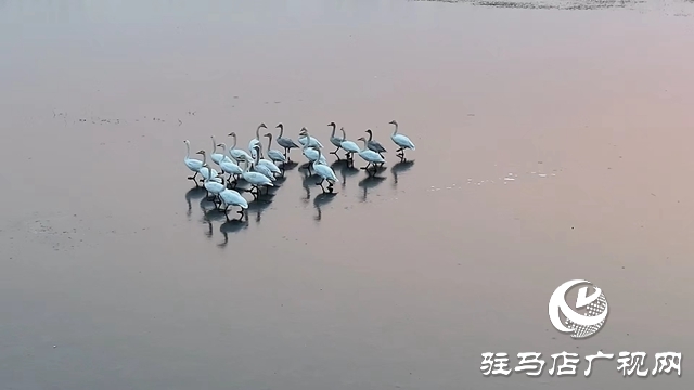 寒冬，他們在宿鴨湖濕地守護候鳥