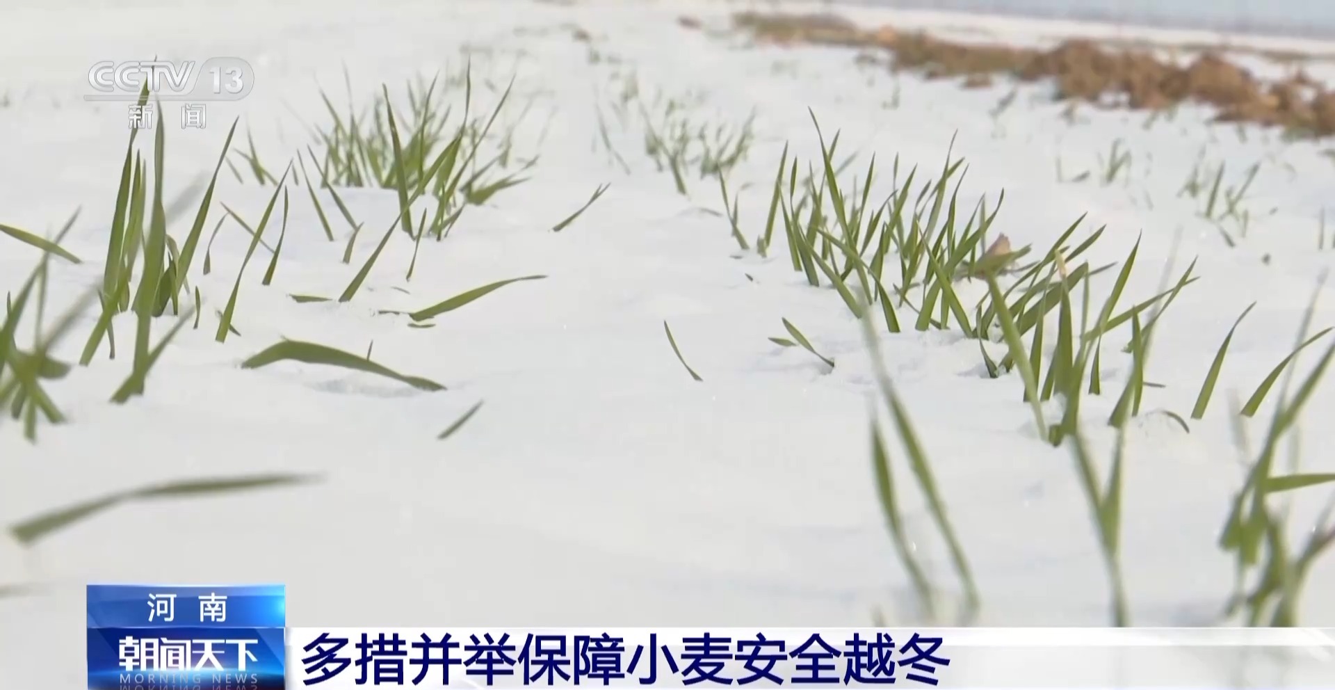 降雪降溫天氣小麥如何安全越冬？辦法來了