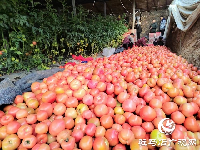 驛城區(qū)水屯鎮(zhèn)：“菜籃子”成為村民致富的“錢袋子”