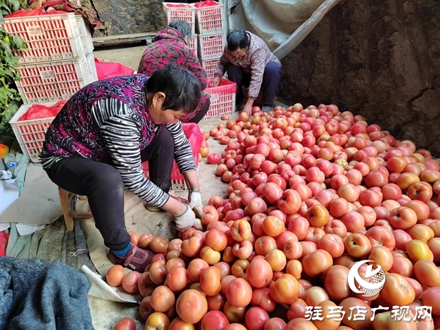 驛城區(qū)水屯鎮(zhèn)：“菜籃子”成為村民致富的“錢袋子”