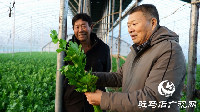 專家支招寒潮前設(shè)施蔬菜管理