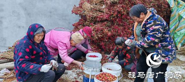 平輿縣廟灣鎮(zhèn)趙莊村：火紅的小辣椒“映紅”村民致富路辣出幸福味