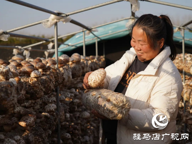 泌陽縣：這兒的花菇瞧著真喜人!