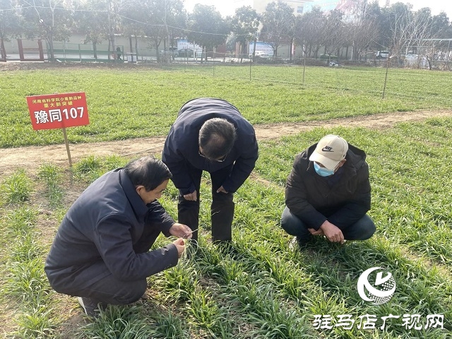  氣溫回升 農業(yè)專家指導越冬期示范田冬小麥田間管理