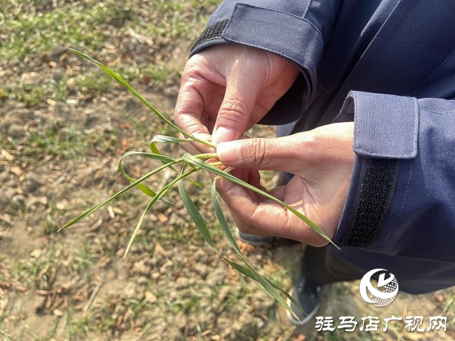  氣溫回升 農業(yè)專家指導越冬期示范田冬小麥田間管理