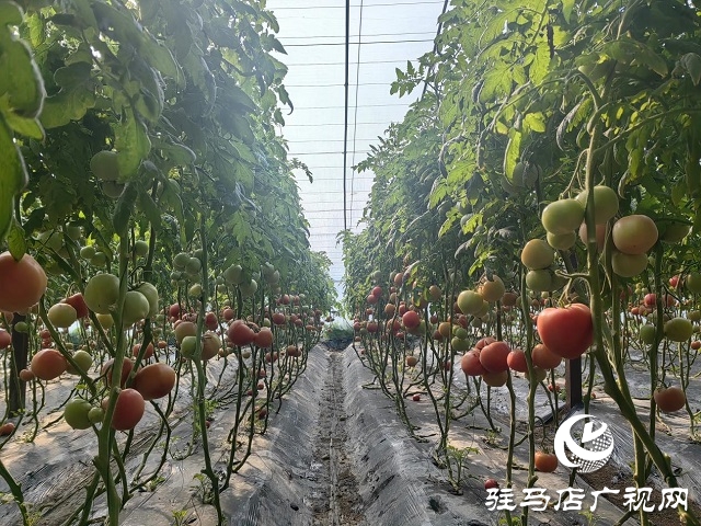 驛城區(qū)水屯鎮(zhèn)田莊村：特色品種西紅柿成了“致富果”