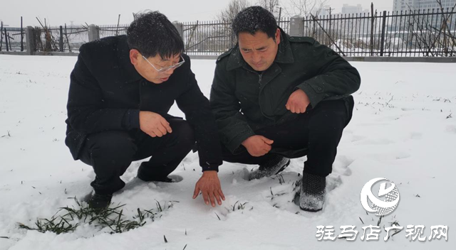 專家提醒：強(qiáng)降雪對(duì)小麥生長(zhǎng)有利 但謹(jǐn)防凍害發(fā)生